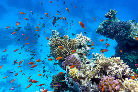 埃及红海摄影照片_珊瑚礁与软珊瑚和硬珊瑚与异国情调的鱼 anthias 在热带海底