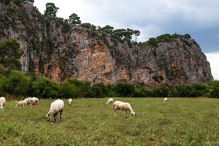 在草地上放羊