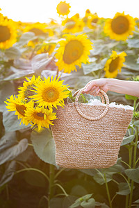 在一大片向日葵田里，一只母手拿着一个草袋，上面放着一大束向日葵。