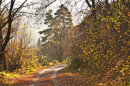有方式的秋天彩绘的森林