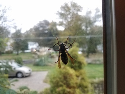 肮脏的窗户上有翅膀的大黄蜂昆虫
