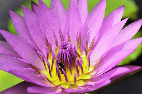 粉紫色摄影照片_带黄粉红色花粉和虫子的粉紫色莲花