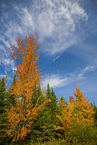 九月九摄影照片_九月蓝天下的橙树