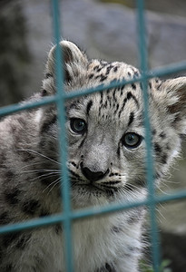 雪豹幼崽从动物园的格栅栏望出去