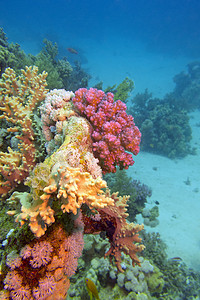 在热带海底部的五颜六色的珊瑚礁-水下
