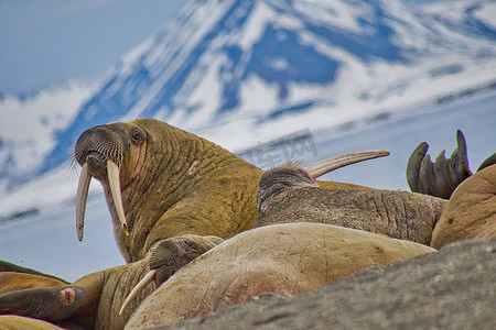 休息的海象，北极，斯瓦尔巴群岛，挪威