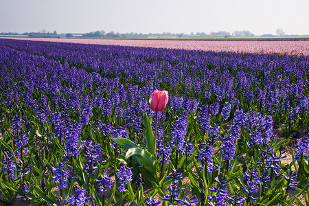 桃田摄影照片_在紫色风信子领域的孤独的桃红色郁金香