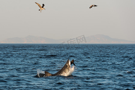 大白鲨 (Carcharodon carcharias) 攻击