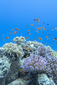 有鱼群的珊瑚礁 scalefin anthias，水下