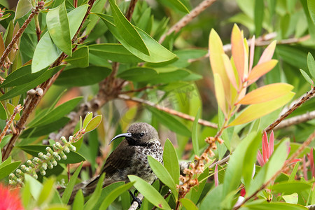 洗瓶树中的雌性黑太阳鸟 (Nectarinia amethystina)