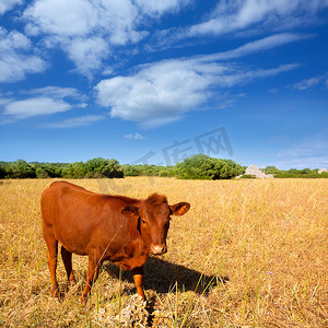 金色牛摄影照片_梅诺卡棕牛在 Ciutadella 附近的金色田野吃草