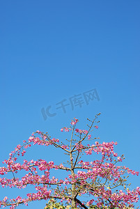 粉色锦带树（天空背景）