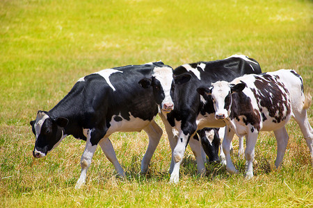 梅诺卡岛弗里西亚奶牛在绿色草地上吃草