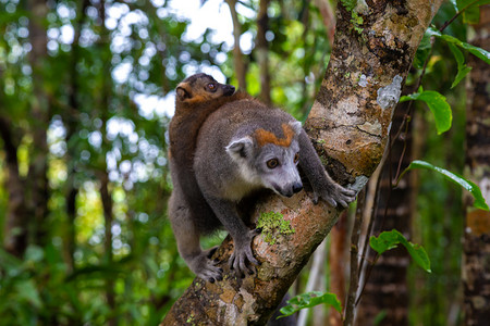 马达加斯加雨林树上的冠狐猴