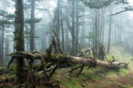 原始森林摄影照片_有雾的早晨的原始森林