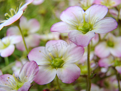 粉色花朵小花朵摄影照片_白色粉红色的花朵