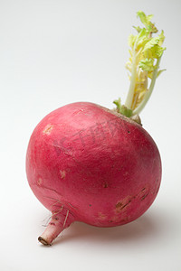 一个成熟的红色萝卜根有绿色新芽白色背景