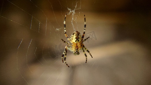 条纹蜘蛛摄影照片_一只绿色眼睛的花园蜘蛛挂在网上