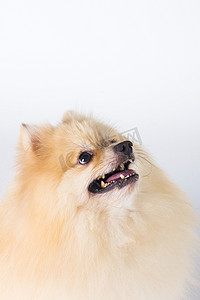 博美犬表演冠军犬，白色背景