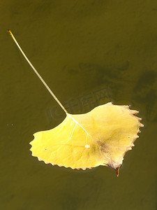 漂浮在清楚的水中的三叶杨树叶子