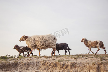 林区沙丘上的母羊和羊羔