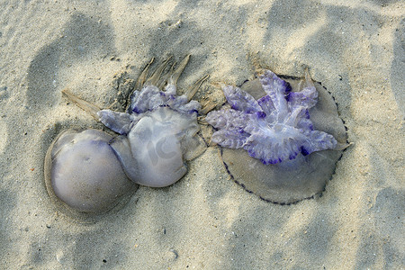危险的水母死在沙滩上