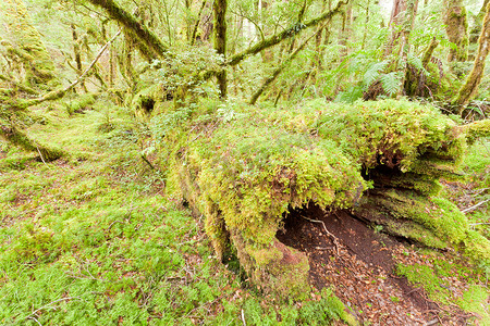 峡湾 NP NZ 的原始雨林荒野
