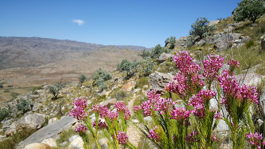 紫杉树摄影照片_Cederberg 荒野地区的粉红色花朵