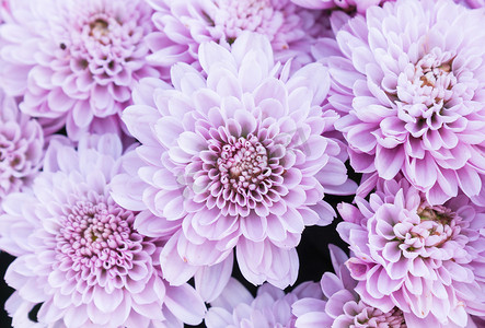 花园里的淡紫色或紫色妈妈花