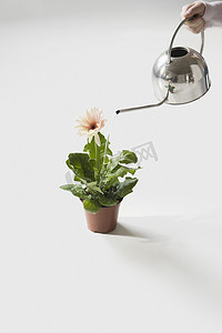 地板物品摄影照片_女人的手在地板上给盆栽植物浇水