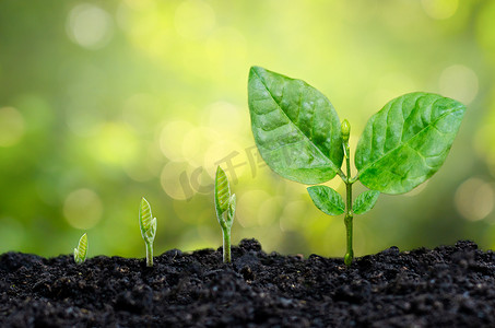 绿色背景摄影照片_树苗手植发芽在土壤中与日落关闭男性手植幼树在绿色背景