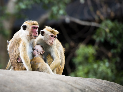 红脸猕猴家族在森林里