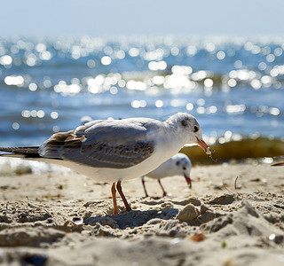 夏日黑海沙滩上的海鸥，英国