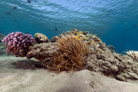 红海中的海葵和热带珊瑚礁。