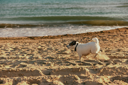 在阳光下奔跑摄影照片_夏天，一只可爱、聪明的小狗在明媚的阳光下沿着海滩奔跑