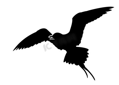 海鸥装饰摄影照片_白色背景下海鸟的矢量剪影