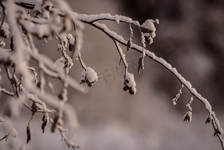 冻脚摄影照片_树枝在冬季覆盖着大雪