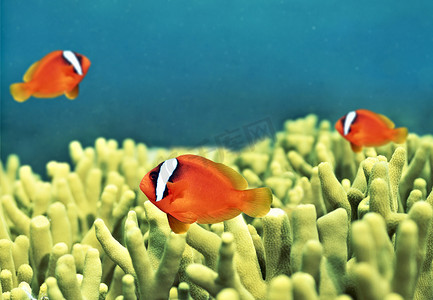 鱼和植物的海底世界