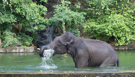 大象用鼻子喷水