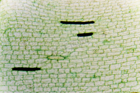 金鱼藻的植物细胞