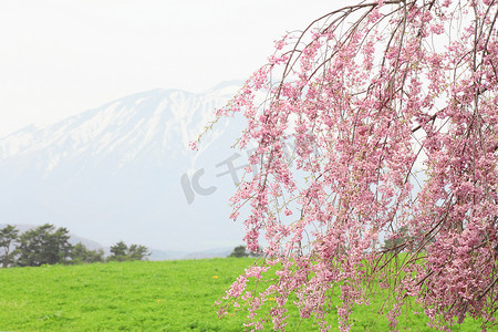 岩手山和樱花