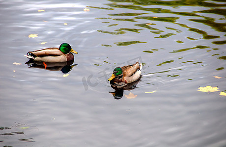 “波兰华沙 lazienki 公园湖上的鸭子”