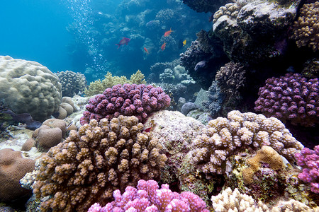 五颜六色的珊瑚礁与热带海底的硬珊瑚