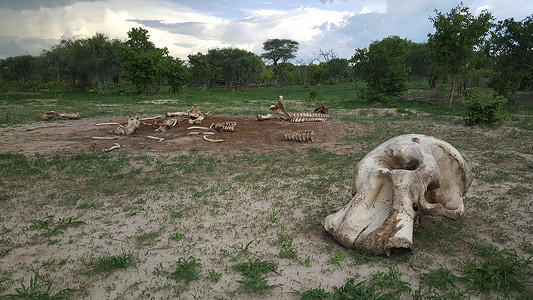 游猎摄影照片_莫雷米禁猎区的大象骨架