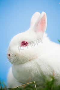 有粉红色眼睛和耳朵的白色兔子