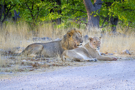 狮子夫妇团结一致，男性和女性在非洲大草原上休息和躺着