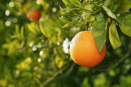 橙色果树摄影照片_西班牙收获前的橙色果树