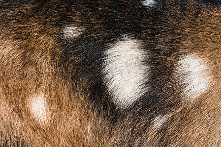 天然纹理山羊皮棕色带斑点