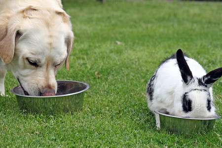 狗和兔子