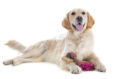 彩绘金毛摄影照片_金毛猎犬和玩具